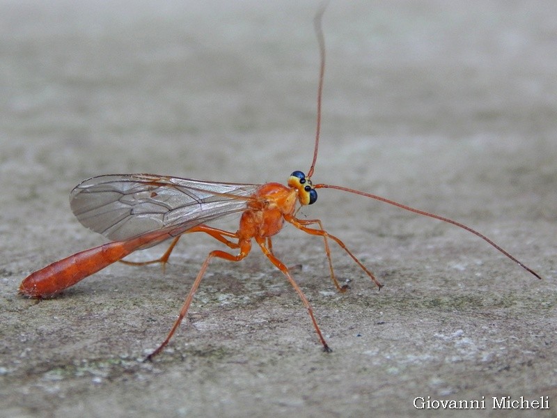 Enicospilus sp.?